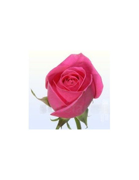 Kiko Hot Pink  Roses 50 / 100 / 200 stems