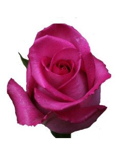 Cezanne Hot Pink  Roses 2