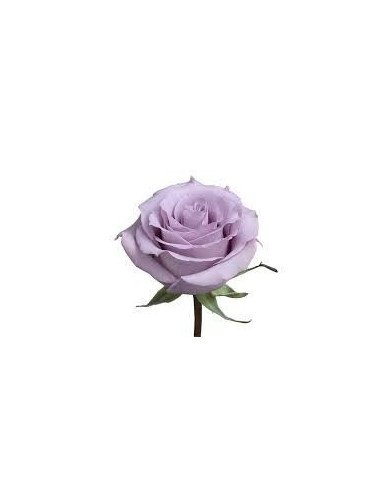Ocean Song Lavender Rose 50 / 100 / 200 stems Ocean Song Lavender Rose 50 / 100 / 200 stems