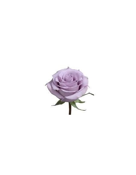 Ocean Song Lavender Rose 50 / 100 / 200 stems