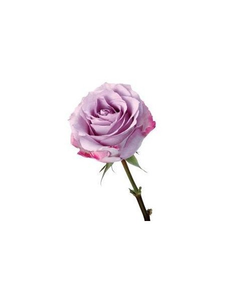 Purple Haze Lavender Rose 50 / 100 / 200 stems