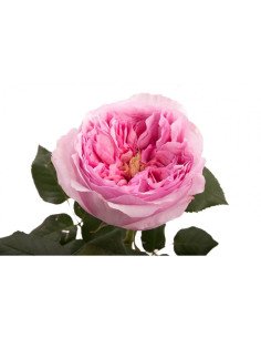 Garden Rose Light Pink "Carey" 36 Stems 2