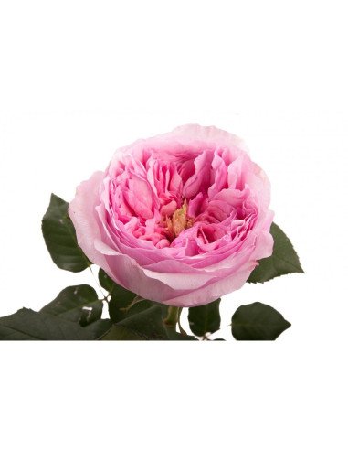 Garden Rose Light Pink Carey 24 / 36 / 48 stems Garden Rose Light Pink Carey 24 / 36 / 48 stems