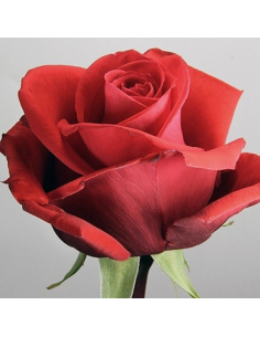 Nina Orange Rose 100 stems 2