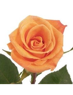 Orange Unique Orange Rose 2