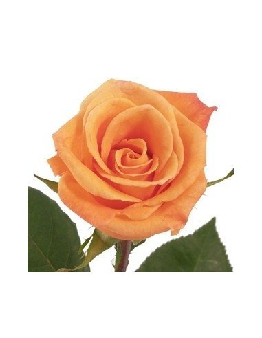 Orange Unique Orange Rose