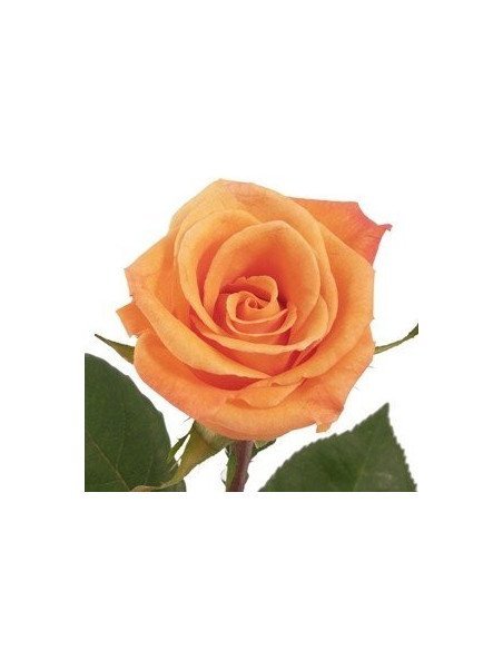 Orange Unique Orange Rose