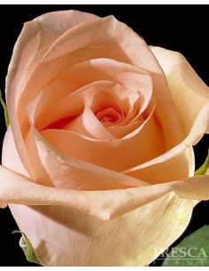 Engagement Peach Roses