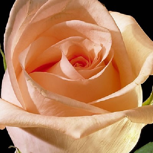 Engagement Peach Roses