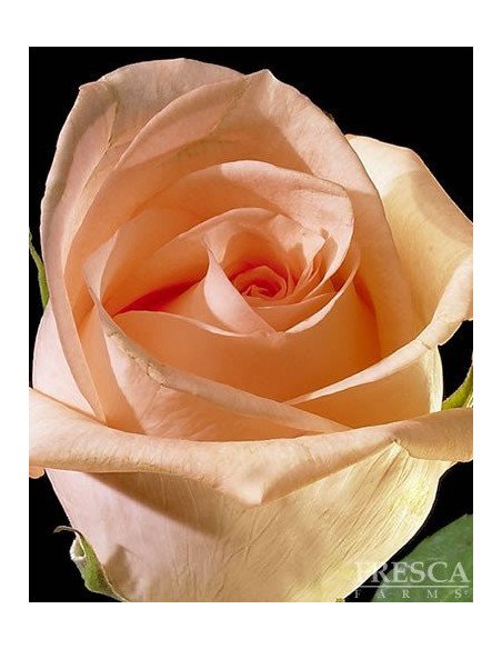 Engagement Peach Roses 50 / 100 / 200 stems