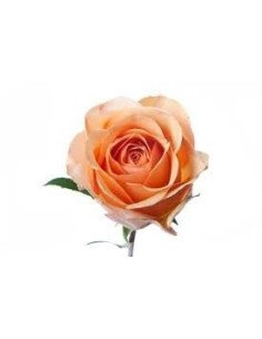 Sunmaster Peach Roses 2