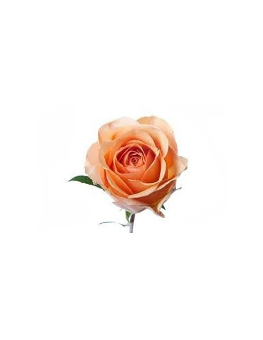 Sunmaster Peach Roses Sunmaster Peach Roses
