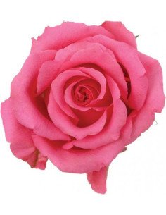 Ballet Pink Rose 50 / 100 / 200 stems 2