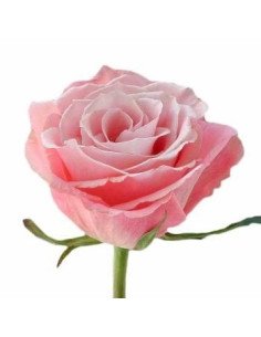 Charming Unique Pink Rose 2