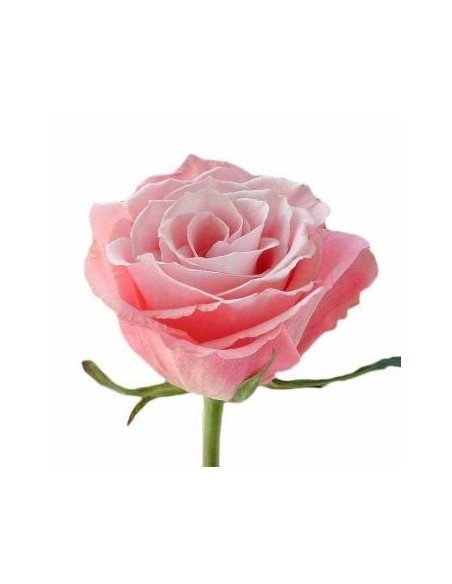 Charming Unique Pink Rose 100 stems