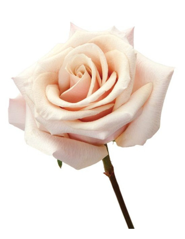 Mother Pearl Peach Roses