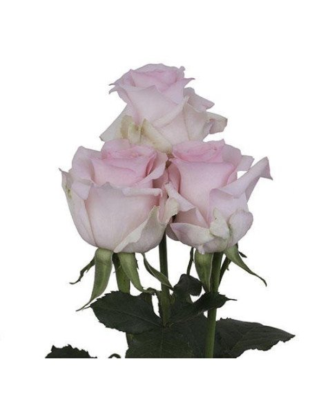 Nena Pink Rose 50 / 100 / 200 stems