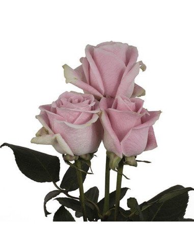 Rosita Vendella Pink Rose 50 / 100 / 200 stems Rosita Vendella Pink Rose 50 / 100 / 200 stems