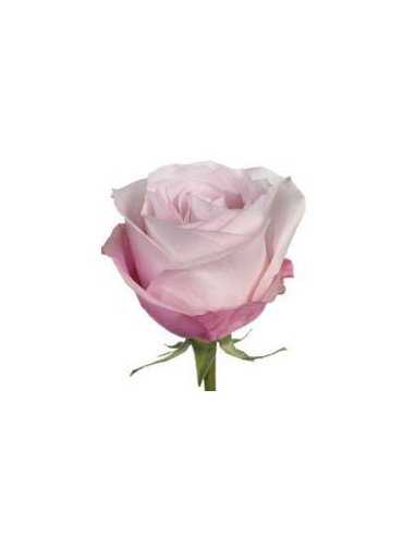 Secret Garden Pink Rose 50 / 100 / 200 stems Secret Garden Pink Rose 50 / 100 / 200 stems
