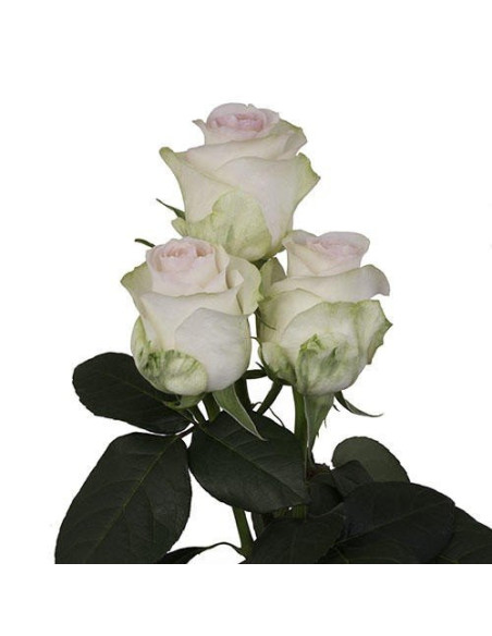 Senorita Pink Rose 50 / 100 / 200 stems