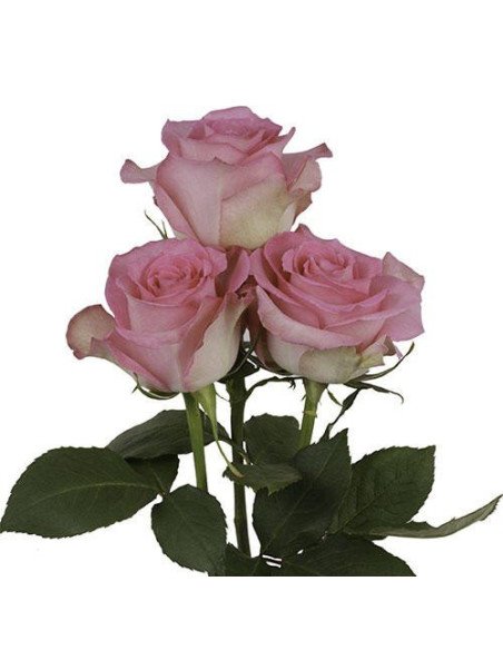 Sweet Unique Pink Rose 50 / 100 / 200 stems