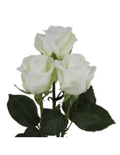 Akito White Rose 2