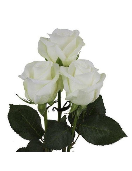 Akito White Rose 50 / 100 / 200 stems