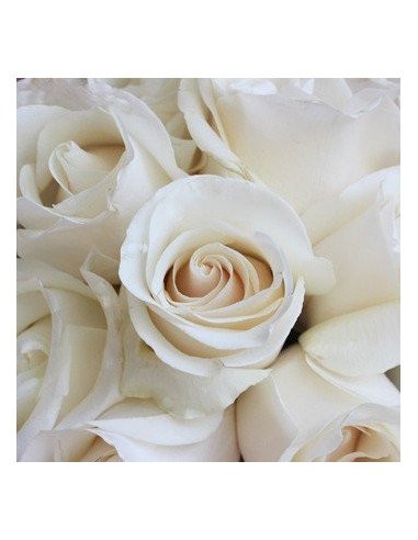 Amelia White Rose 100 stems Amelia White Rose 100 stems