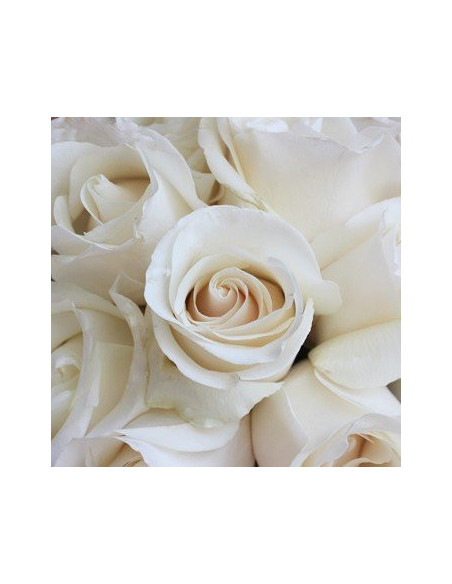 Amelia White Rose 100 stems