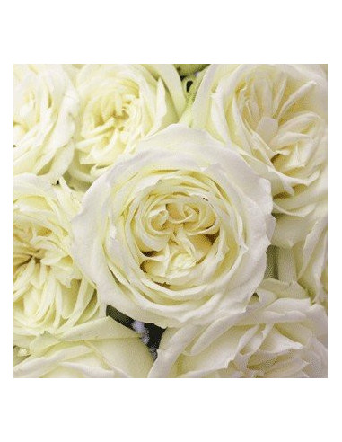 Polo White Rose 100 stems Polo White Rose 100 stems
