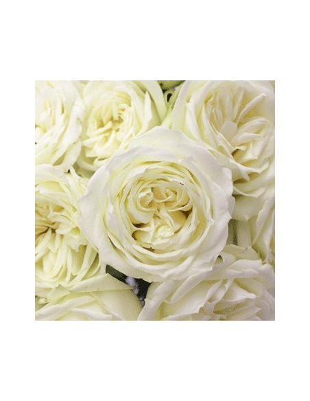 Polo White Rose 100 stems