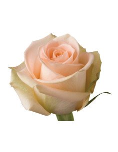Tiffany Peach Roses