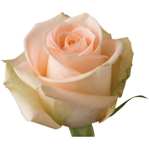 Tiffany Peach Roses