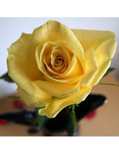 Skyline Yellow Rose Skyline Yellow Rose