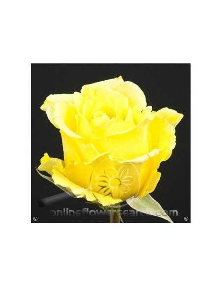 Storm Yellow Rose