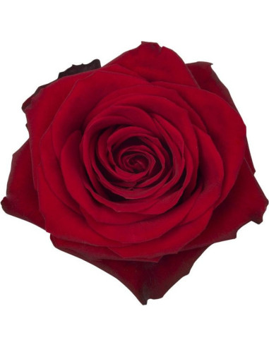 Freedom Red Roses 100 / 200  Stems BULK BOX