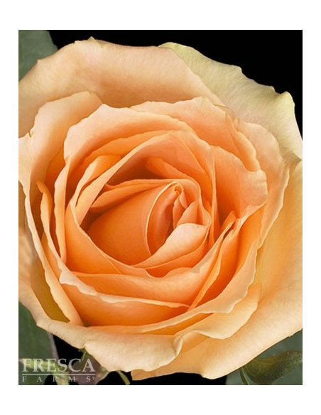 Versilia Peach Roses 50 / 75 / 100 / 200 stems
