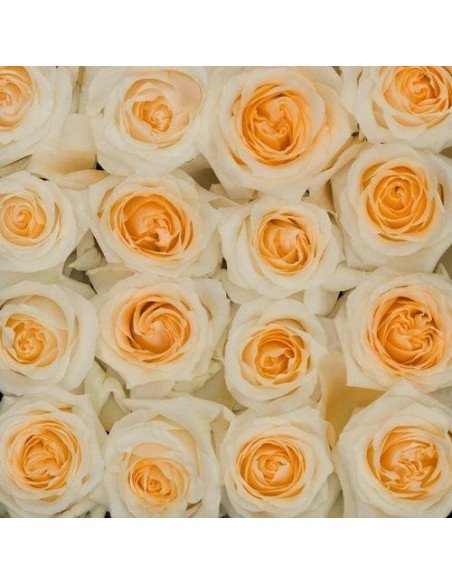 Creme de la creme Roses 50 / 100 / 200 stems