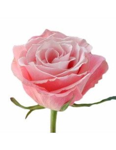 Charming Unique Pink Rose