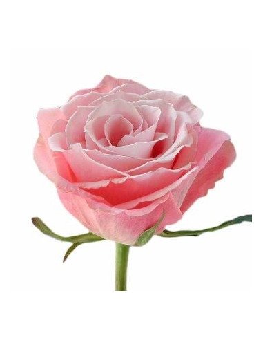 Charming Unique Pink Rose