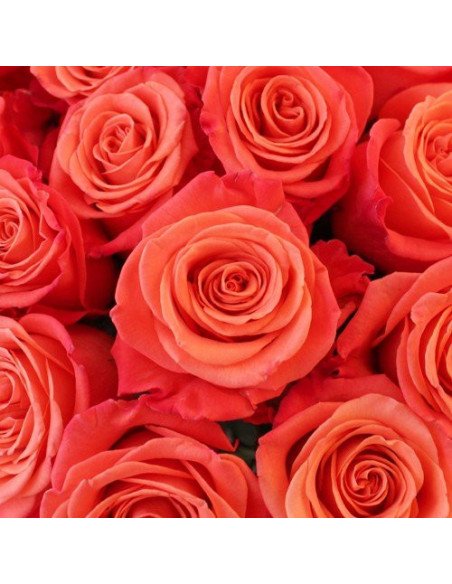 Orange Crush Orange Rose  50 / 100 / 200 stems