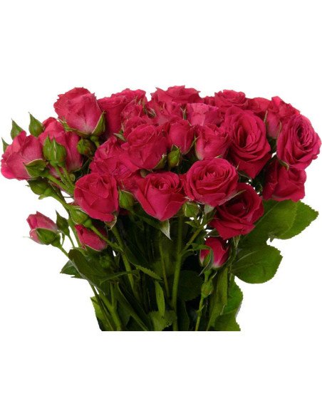 Spray Rose Dark Pink Lovely Lydia 100 Stems