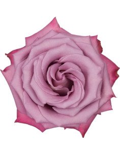 Moody Blues Lavender Rose 50 / 100 / 200 stems 2