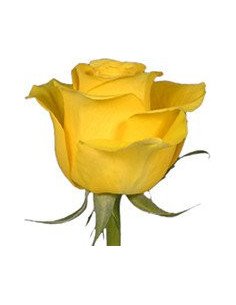 Brighton Yellow Rose 100 stems 2