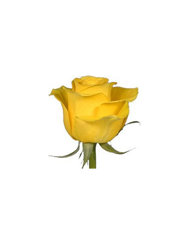 Brighton Yellow Rose 100 stems Brighton Yellow Rose 100 stems