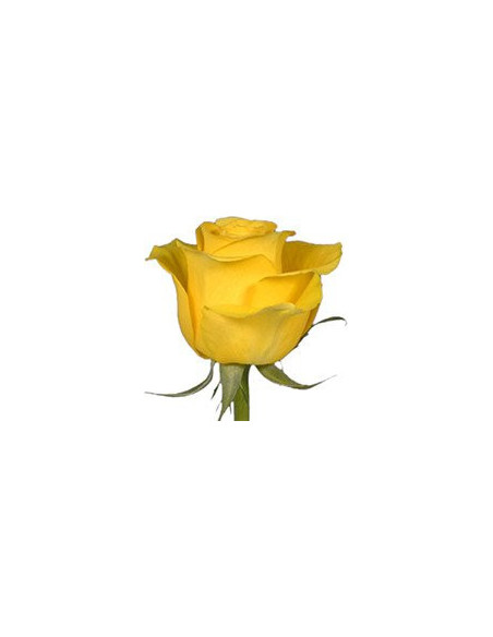 Brighton Yellow Rose 100 stems