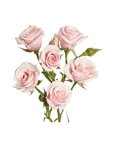 Spray Rose Light Pink /  Star Blush / 100 Stems