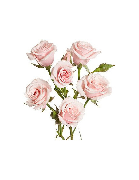 Spray Rose Light Pink /  Star Blush / 100 Stems