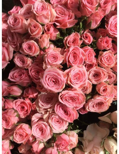 Spray Rose Medium Pink Lydia 100 Stems Spray Rose Medium Pink Lydia 100 Stems