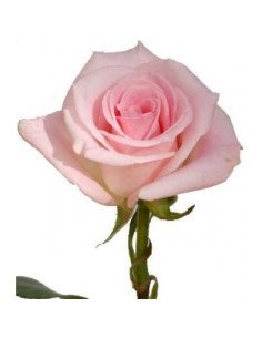 Light Orlando Pink Rose
